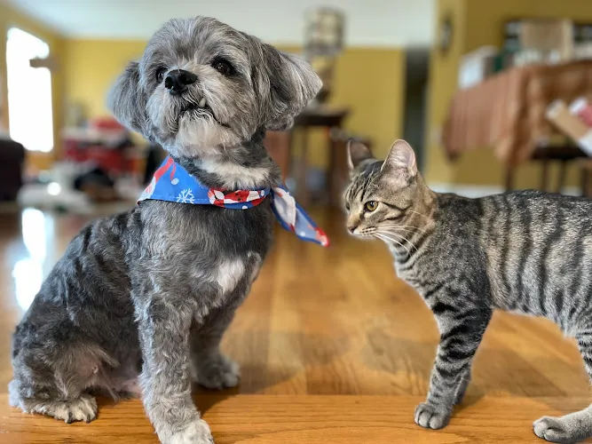 Woof Gang Bakery & Grooming NorthShore - Cat grooming in Chattanooga