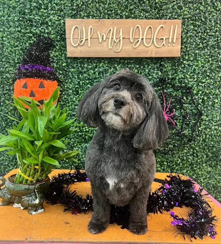 Oh My Dog Pet Spa - Cat grooming in Sandy Springs