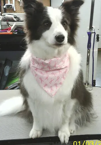 Country Road Kennels - Cat grooming in Saginaw