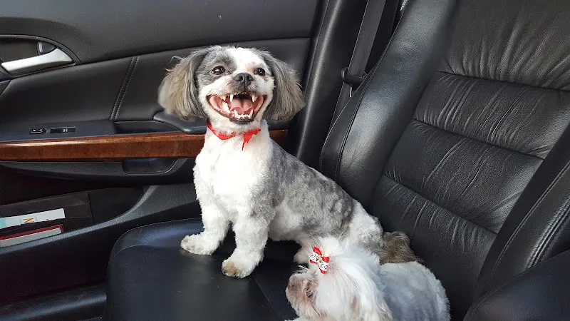 Top Breed Dog & Cat Grooming - Cat grooming in Kearny