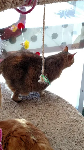 Pawsh Pets LLC - Cat grooming in Claremont