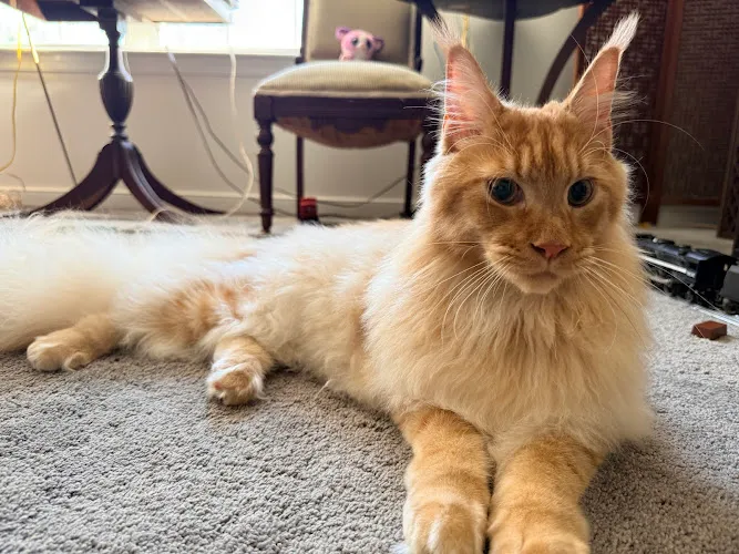 Purrocious Styles Feline Designs LLC - Cat grooming in Yorktown
