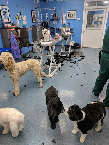 Dog-Gone Beautiful - Cat grooming in Northville
