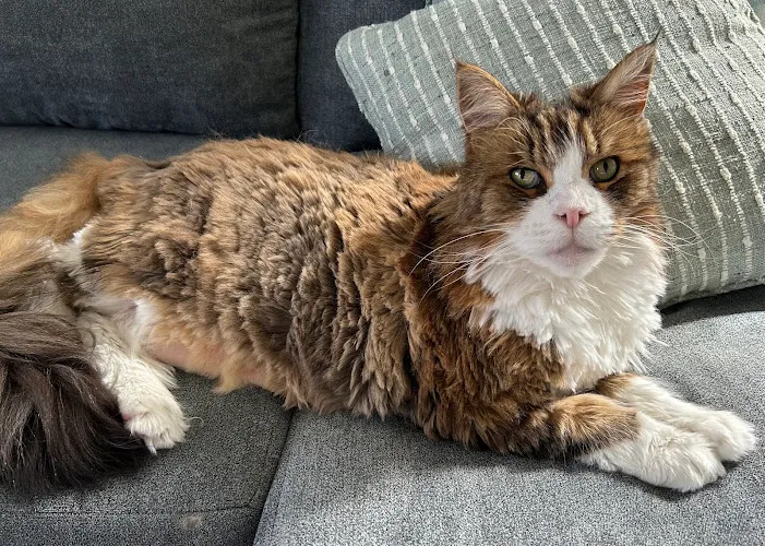 Von Barkee's Dog Spa & Bakery - Cat grooming in Wilmington