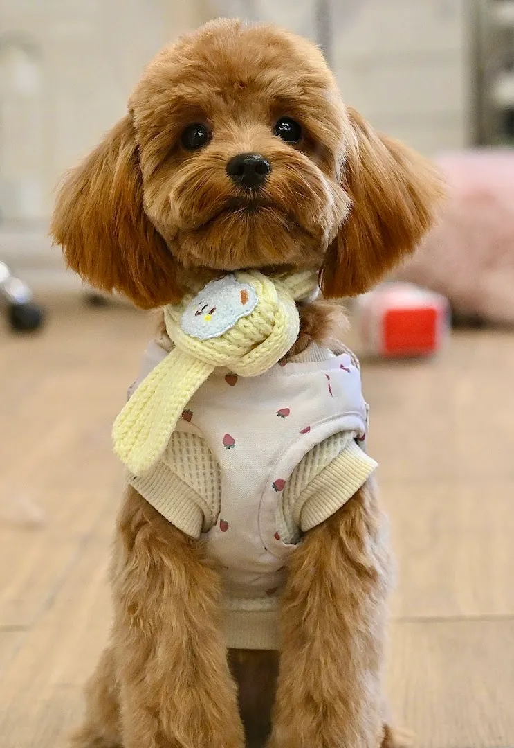 Pet Story NY - Cat grooming in New York