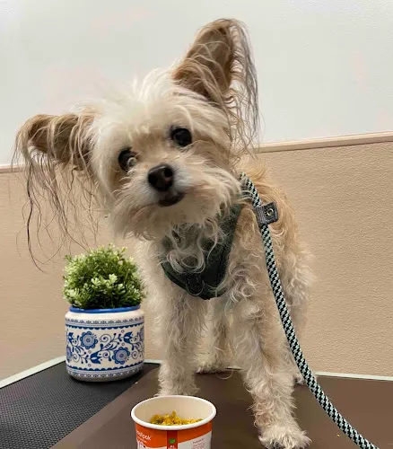 Woofpak Bakery & Dog Grooming - Cat grooming in San Diego