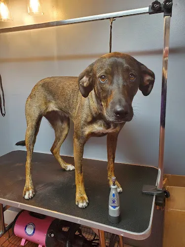 Rose's Dog Spaw L.L.C - Cat grooming in Woonsocket