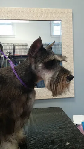 Loving Touch Grooming Salon - Cat grooming in Langhorne