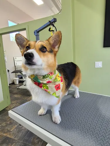 PuppyCuts Too - Cat grooming in San Luis Obispo