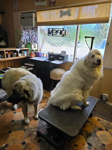 Dog Town Grooming - Cat grooming in Roseburg