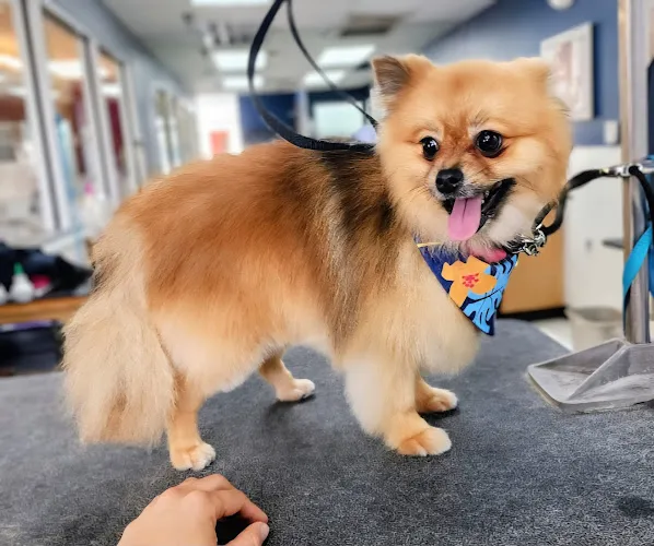 Petco Grooming - Professional cat grooming in Orlando, FL