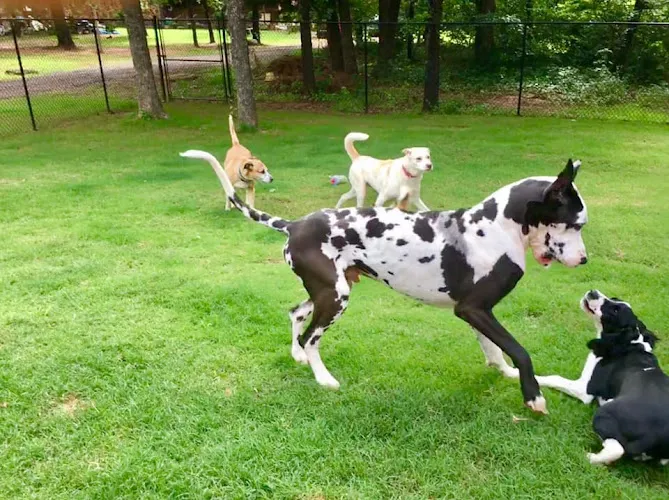 Camp Grace Professional Dog Grooming and Boarding - Cat grooming in Jones