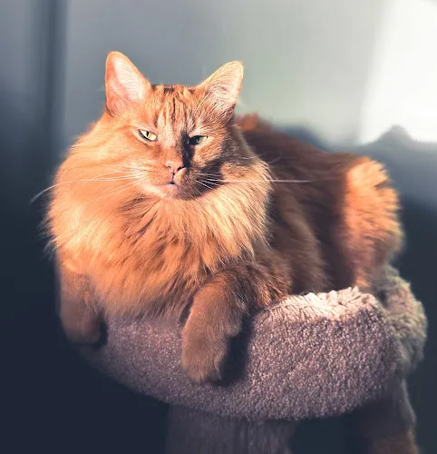 Bonsai Pet Grafton - Cat grooming in Grafton