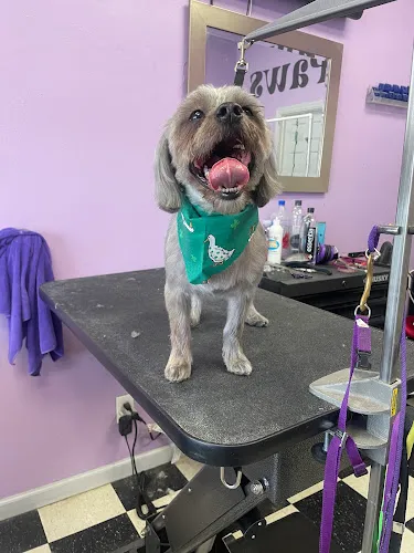 Puffy Paws Dog Grooming - Cat grooming in Glenshaw