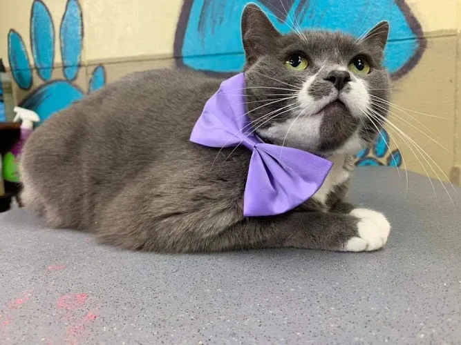 Serenity Pet Spaw - Cat grooming in Mishawaka