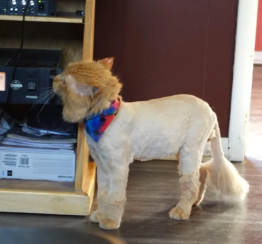 Max's Paw Spa - Cat grooming in Kokomo