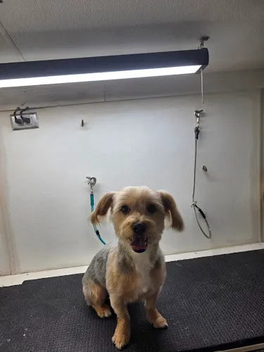 Punky and Purty Pets Mobile Grooming LLC - Cat grooming in Holiday