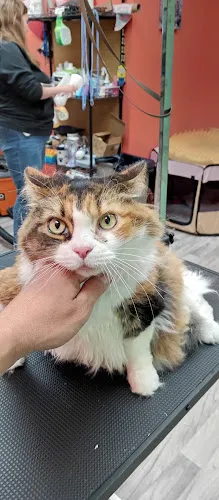 Bark Bark Grooming Salon & Boutique - Professional cat grooming in Wantagh, NY