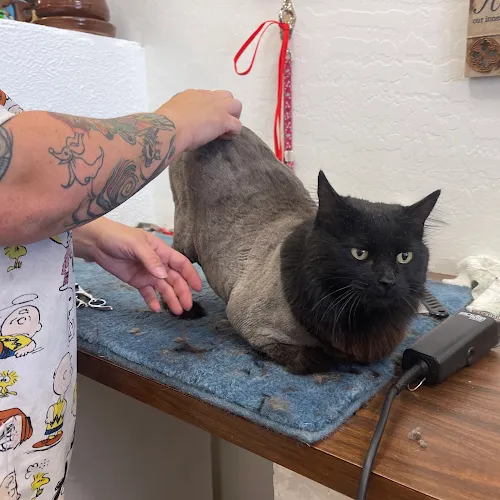 Platinum Grooming - Cat grooming in Mesa