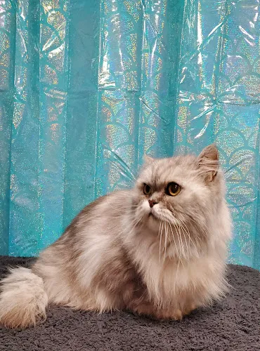 PRETTY UP YOUR PUP - Cat grooming in Williamstown