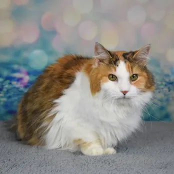 Fur the Love of Pets - Cat grooming in Woodbury