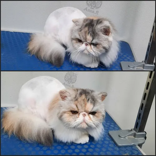 Groom's By Anna.R - Professional cat grooming in Alamogordo, NM