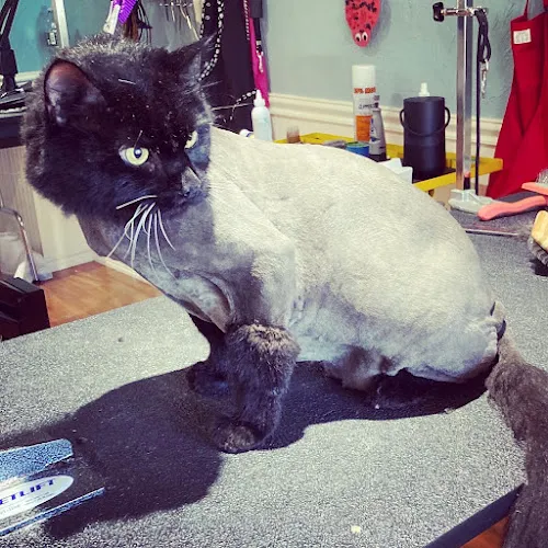 Beautified Breeds - Cat grooming in Pompton Plains