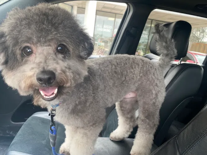 Puppy World Groom and Board - Mobile cat grooming in Houston, TX