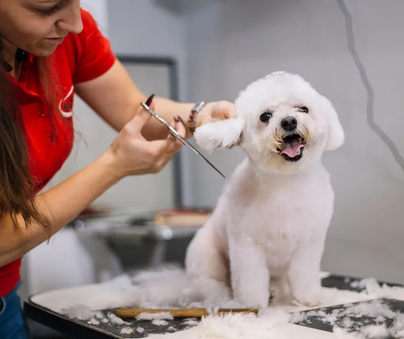 San Diego Grooming Academy - Cat grooming in San Diego