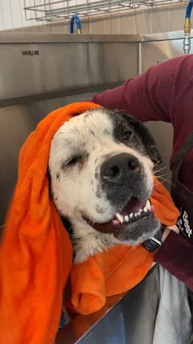 Cotton's Beauty Bar DIY Dog Wash - Cat grooming in Bentonville