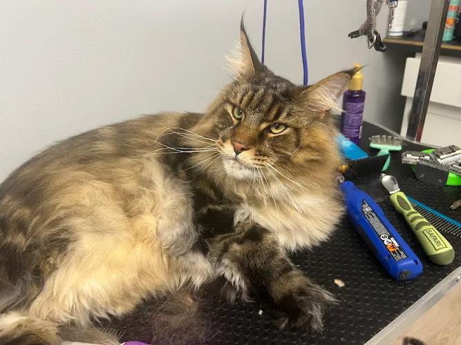 Tailored Tails LLC - Professional cat grooming in Johnson City, TN