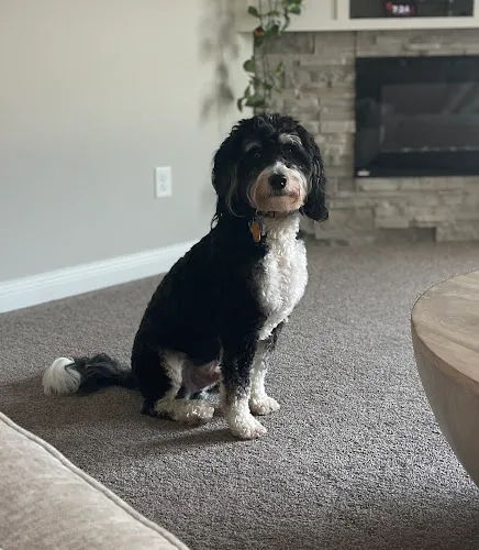 Yuppie Puppy Pet Grooming and Pet Boarding - Cat grooming in Troy