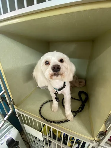 Canine Cottage - Cat grooming in Sparks