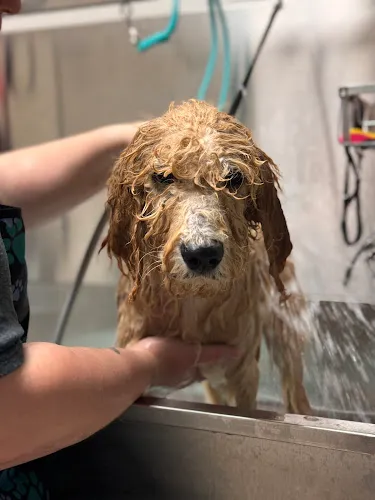 Posh Pups by Tamara Dog Grooming Orangeburg - Cat grooming in Orangeburg