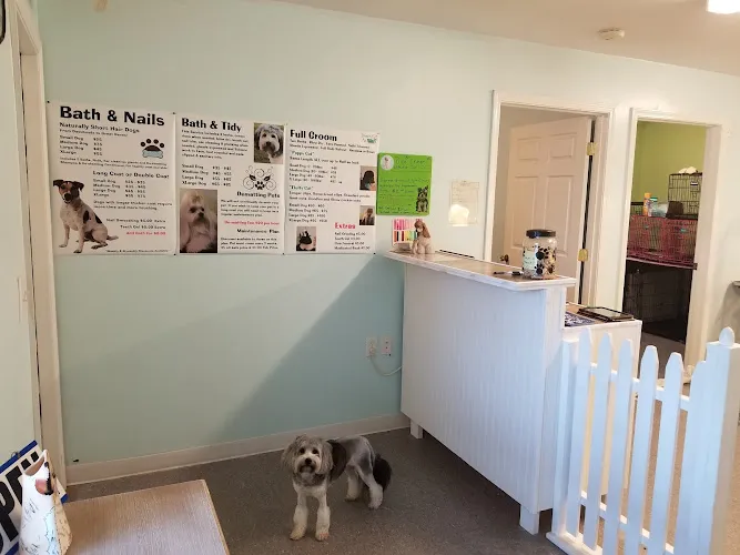 Doggone pet spa - Cat grooming in Springville