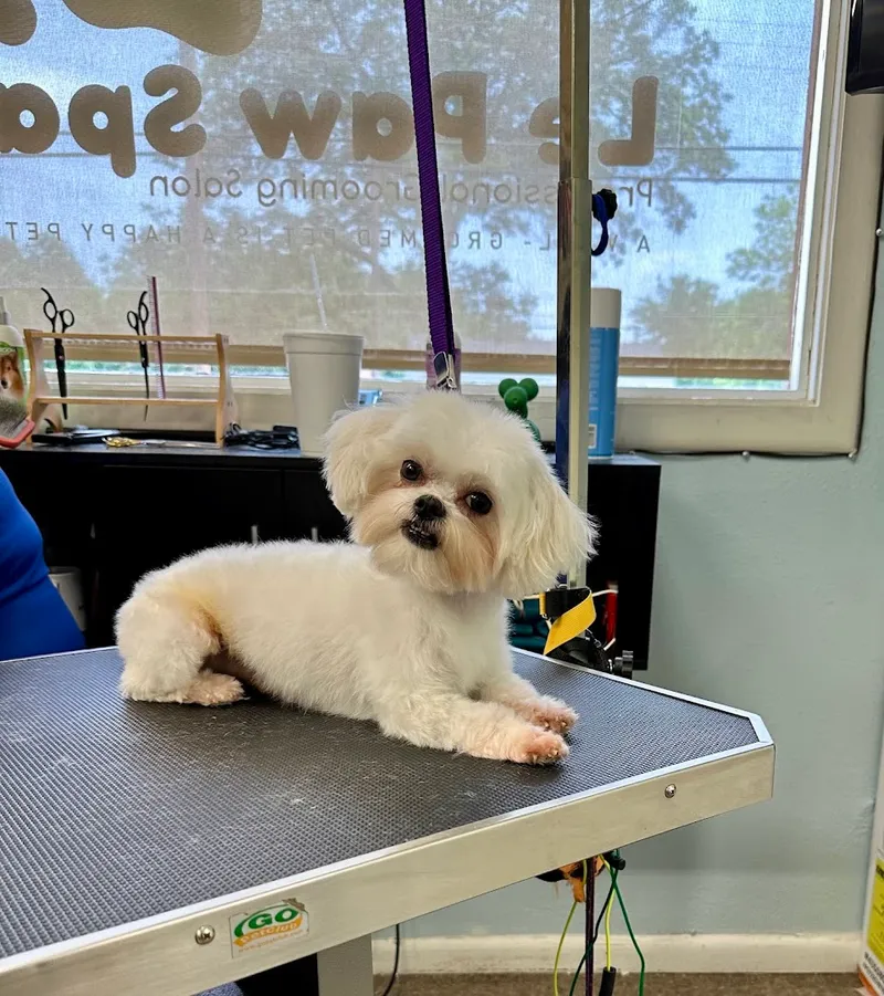 Le Paw Spa Professional Grooming Salon - Cat grooming in San Antonio