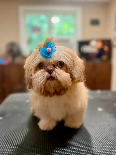 The Fuzzy Dawg - Cat grooming in Duluth