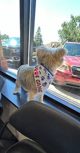 Woof Gang Bakery & Grooming Winston - Salem - Cat grooming in Winston-Salem