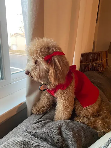 Sudzee pups - Professional cat grooming in Hicksville, NY