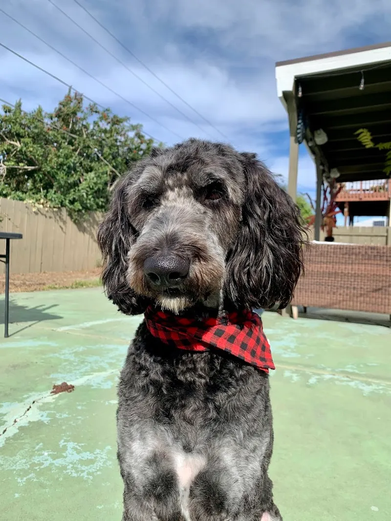 Canine Image Grooming - Cat grooming in San Diego