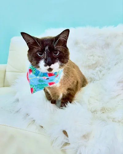 Tail of Joy Grooming - Cat grooming in Warrenton