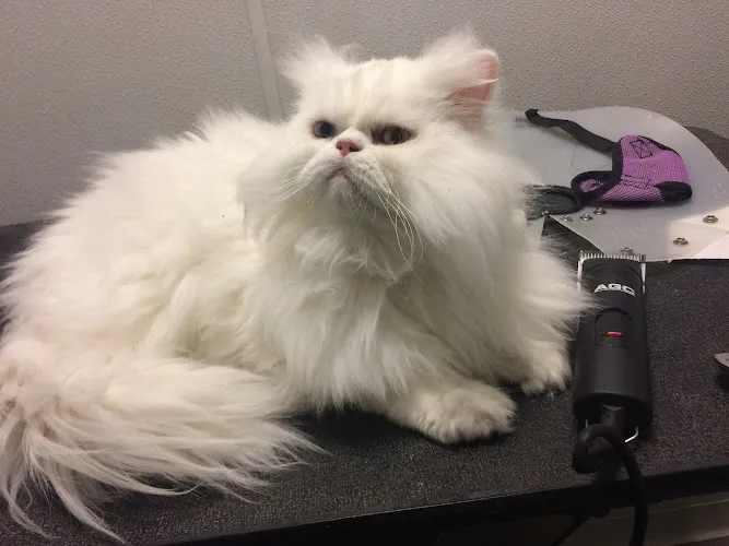 Miss Molly's Lap of Luxury Grooming Salon - Cat grooming in Englewood Cliffs