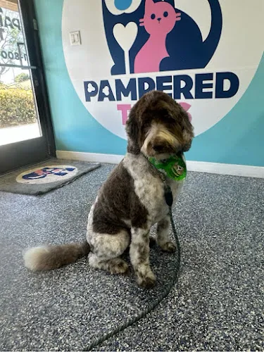 Pampered Tails - Cat grooming in Culver City
