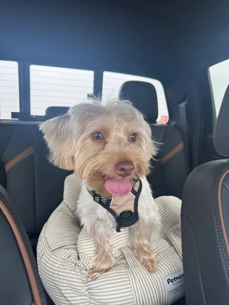 Urban Dogg Pet Grooming - Cat grooming in Dallas
