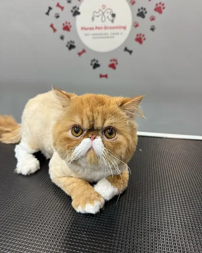 Flores Pet Grooming - Cat grooming in Miami