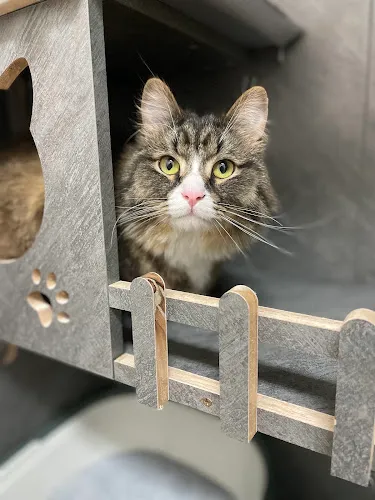 Pawfect Pet Grooming - Professional cat grooming in Sterling Heights, MI