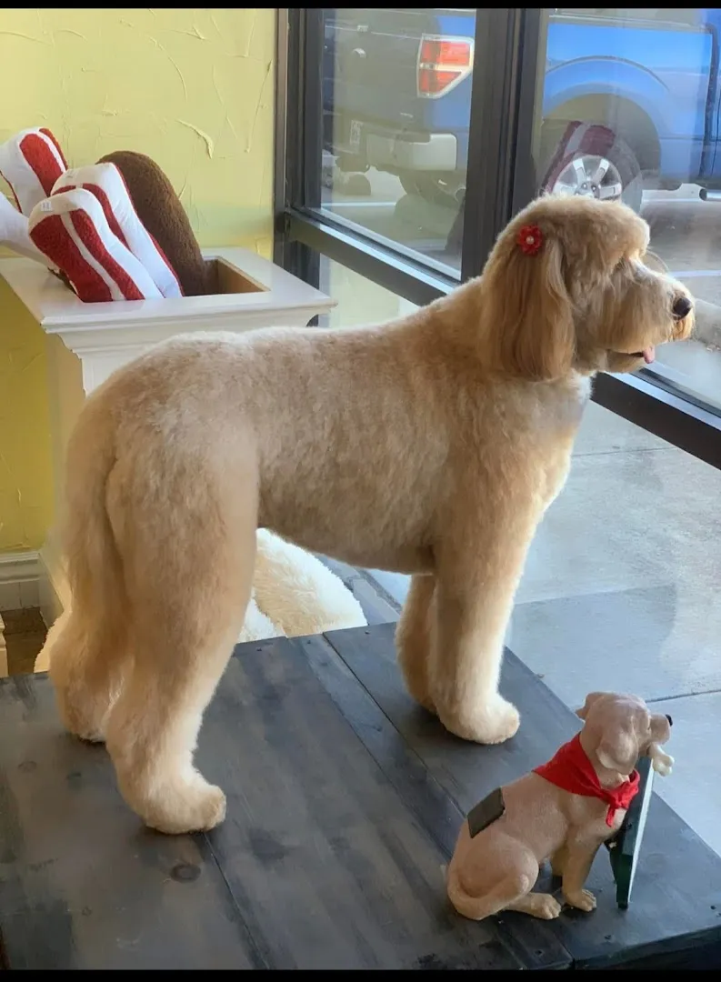 Pet Purr-Fection All Breed Pet Spa And Boutique - Cat grooming in Mesquite