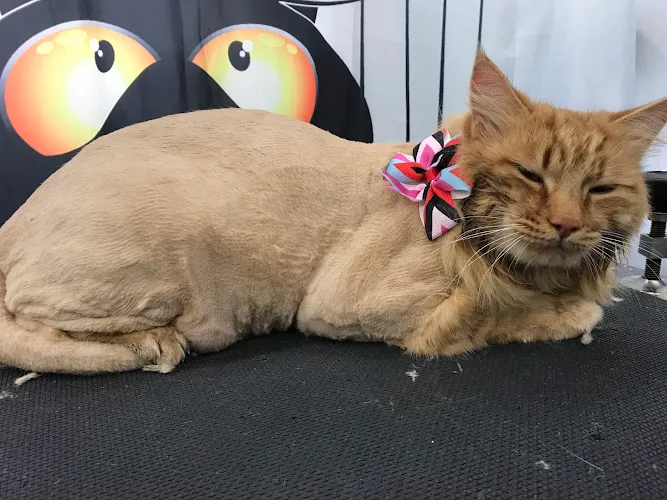 A+ Luxury Dog & Cat Grooming - Mobile cat grooming in San Jose, CA