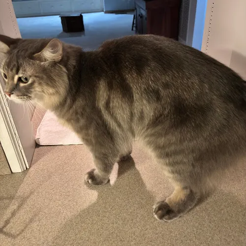 Happy Paws Llc Professional Pet Grooming - Cat grooming in Fairfield