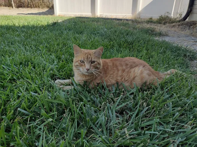 Pet Potential - Cat grooming in Riverton